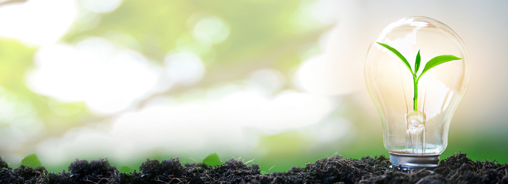 Eine Glühbirne wurzelt in der Erde, aus ihr sprießt neues Leben – ein Sinnbild für nachhaltige Innovation.